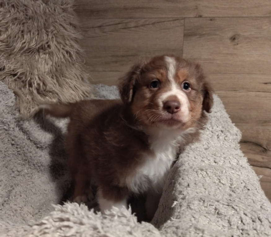 4796250  Australian shepherd