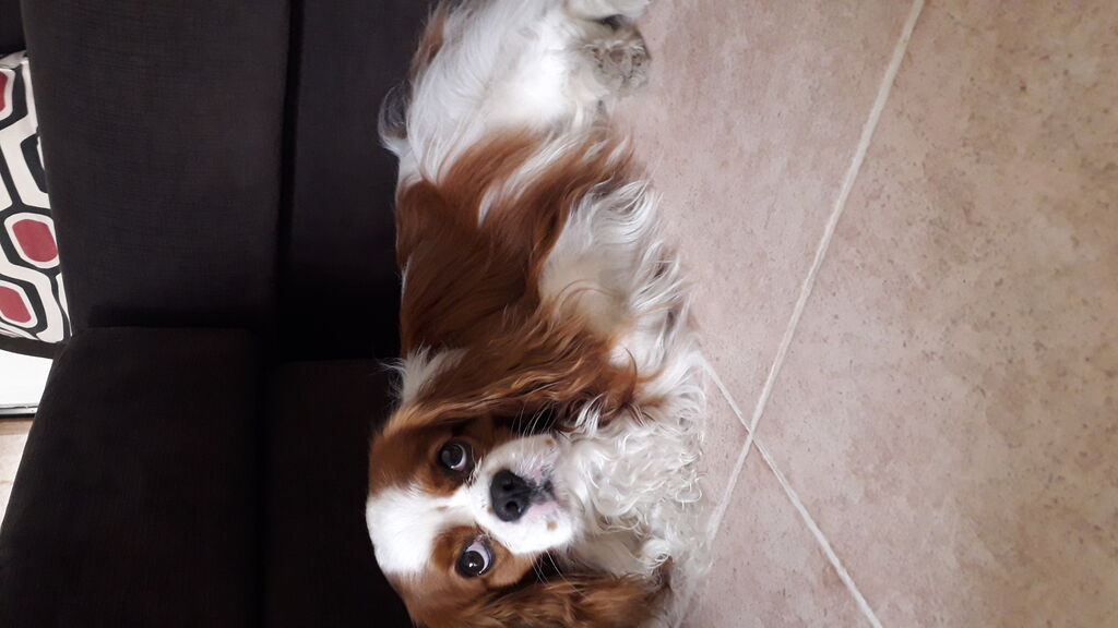 4939336 Cerco Cavalier king femmina