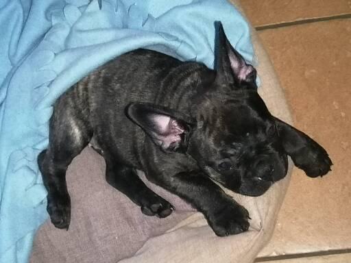 4875805   Cucciola bouledogue francese