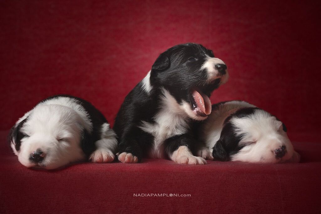 4940761  Cuccioli Border Collie