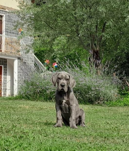 4938588  Cuccioli di Alano Blu