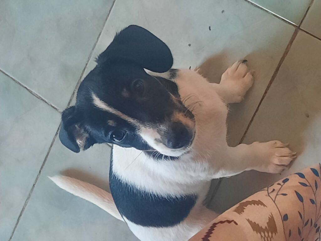 4960019  Cuccioli di Jack russel maschi