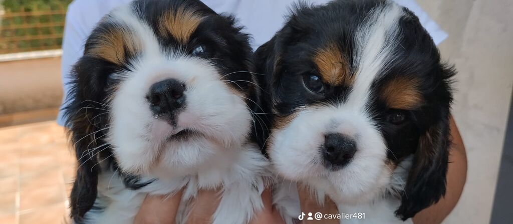 4986387  Cuccioli di Cavalier King