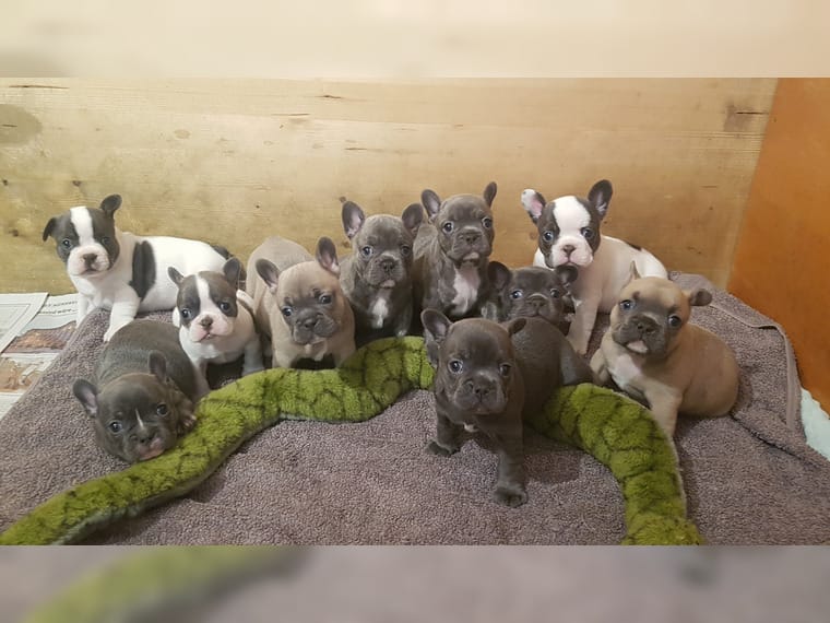 4156524  in regalo Cuccioli di Bulldog