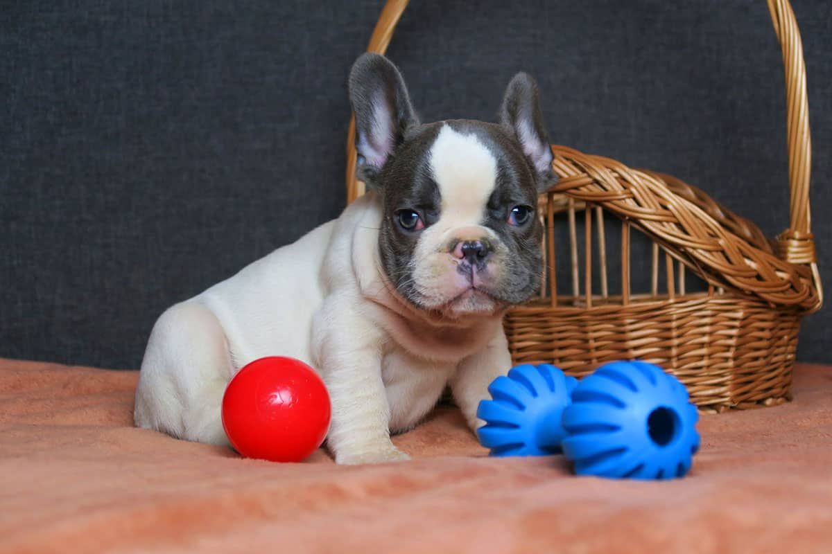 4346230  in regalo Cuccioli bulldog