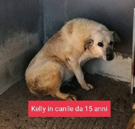 4814995  in regalo NONNA KELLY 15 ANNI