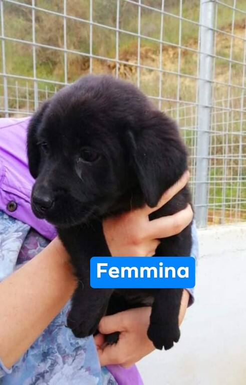 4878402  in regalo CUCCIOLI 3 MESI SIMIL