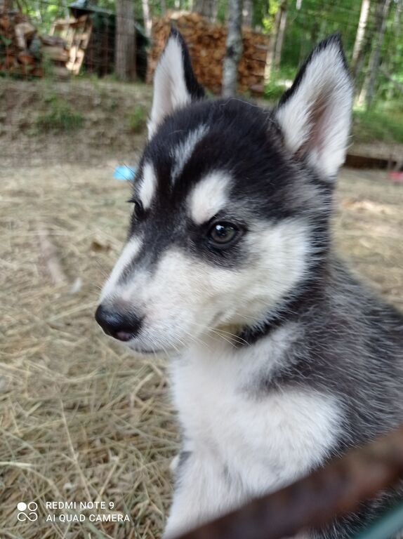 4918214  Siberian Husky