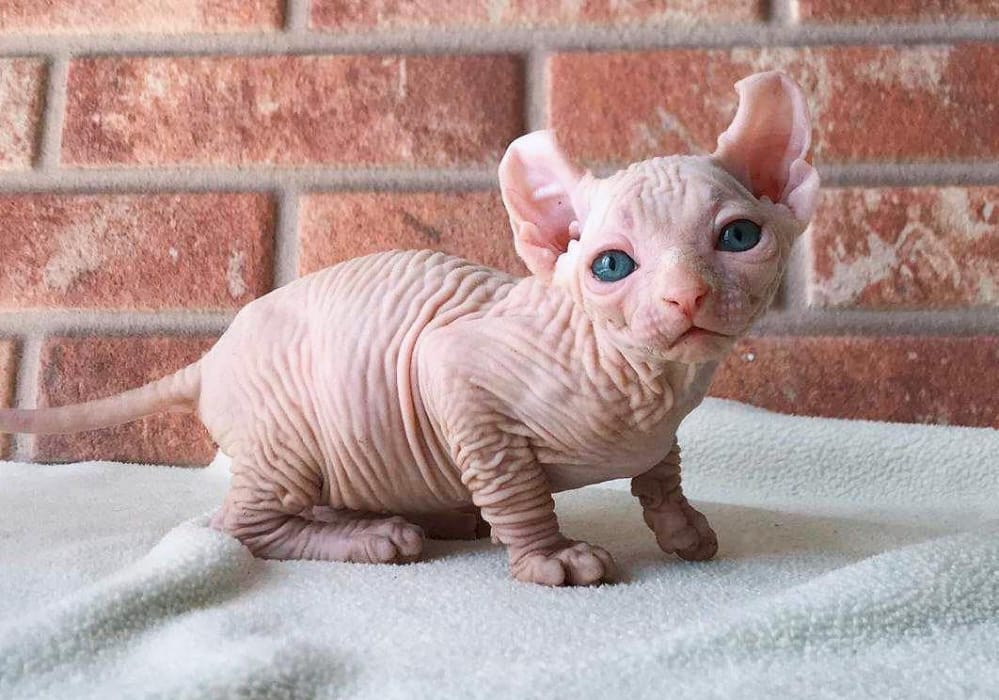 4896876  sphynx